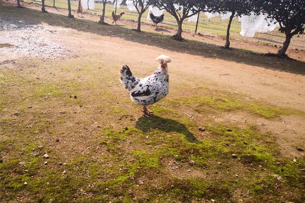 广东省农业农村厅关于废止种畜禽生产经营许可证发放和畜禽养殖备案办法的通知（粤农农规〔2026〕3号）
