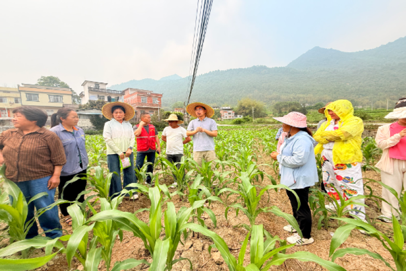 广西农科院玉米所科技先锋队赴河池市开展玉米种植技术指导