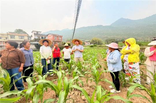广西农科院玉米所科技先锋队赴河池市开展玉米种植技术指导
