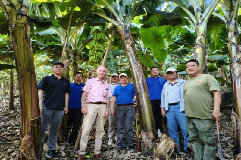IITA专家联合云南农科院环资所团队赴河口考察山地香蕉产业