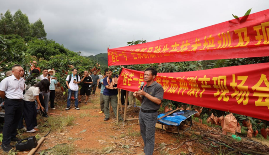 “桂芒一号”芒果新品种观摩及技术培训会在百色右江区成功举办