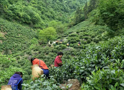 昭平县茶叶协会关于《蔓性千斤拔叶茶加工技术规程》和《蔓性千斤拔青柑茶生产技术规程》2项团体标准立项通知