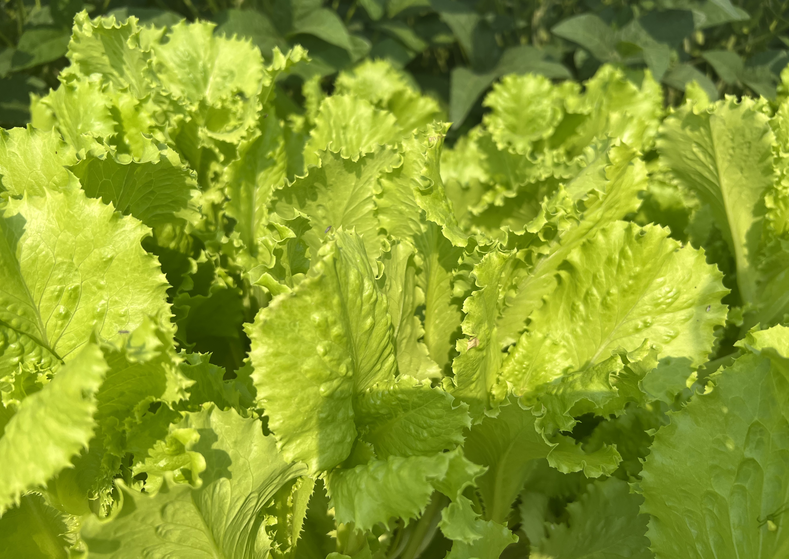 “机械尖兵”亮相： 青铜峡举办设施蔬菜生产耕种机械化作业观摩会